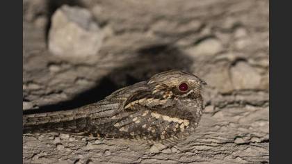 European Nightjar