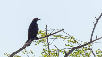 Pygmy Cormorant