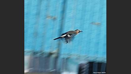 Eurasian Jay