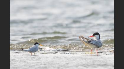 Little Tern