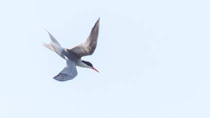 Common Tern