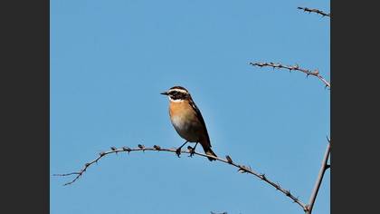 Whinchat
