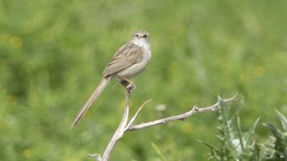 Delicate Prinia