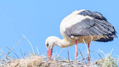 White Stork