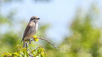 Red-backed Shrike