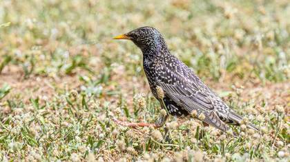 Common Starling