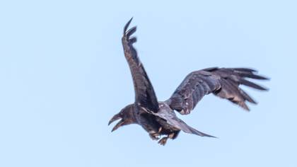 Northern Raven
