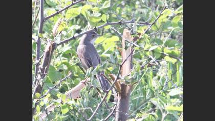 Common Whitethroat
