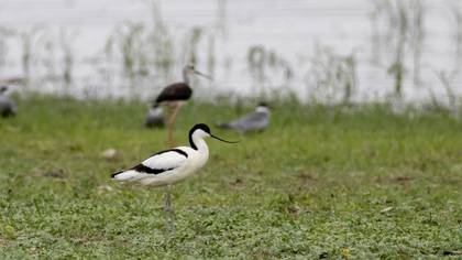 Pied Avocet