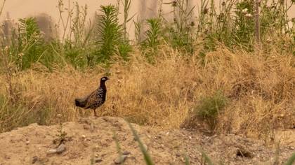 Black Francolin