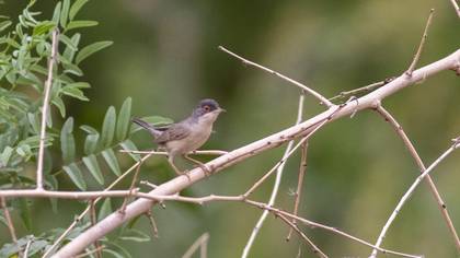 Menetries`s Warbler