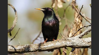 Common Starling