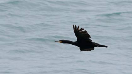 European Shag