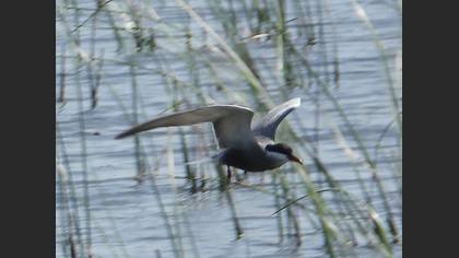Whiskered Tern