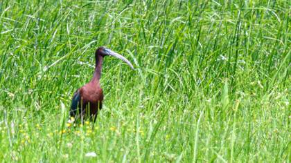 Glossy Ibis