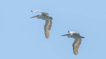 Dalmatian Pelican