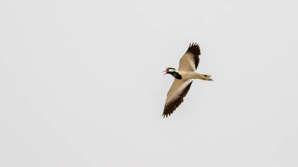 Red-wattled Lapwing