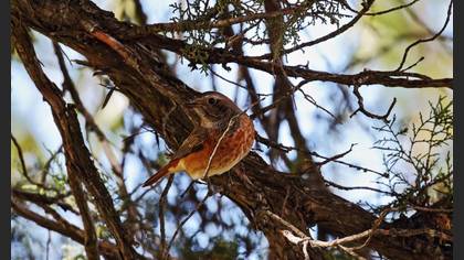 Common Redstart