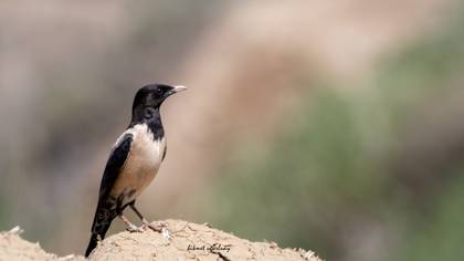 Rosy Starling