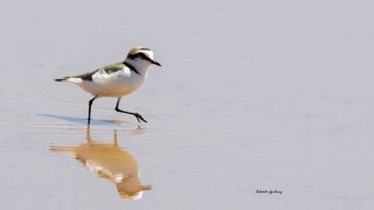 Kentish Plover