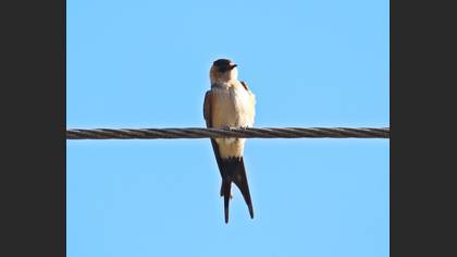 European Red-rumped Swallow