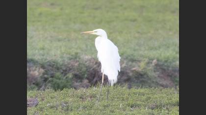 Great Egret
