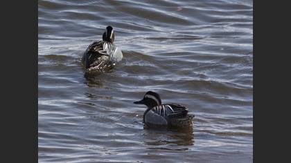 Garganey