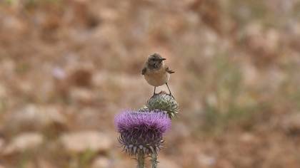 Red-tailed Wheatear