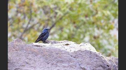 Blue Rock Thrush