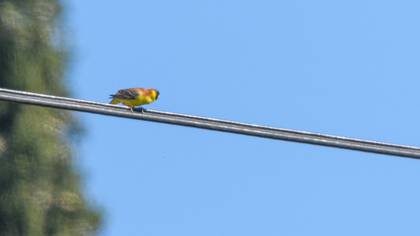 Black-headed Bunting
