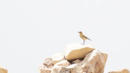 Isabelline Wheatear