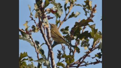 Common Chiffchaff