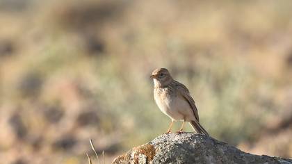 Turkestan Short-toed Lark