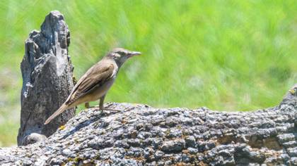 Great Reed Warbler