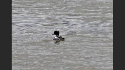 Red-breasted Merganser
