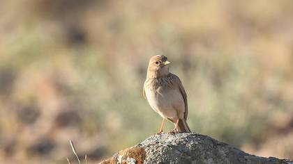 Turkestan Short-toed Lark
