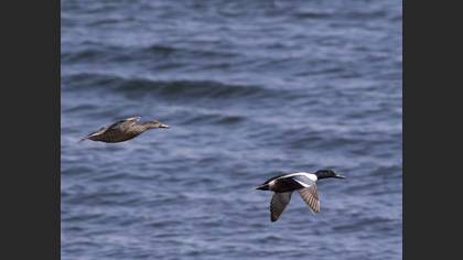 Northern Shoveler