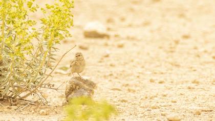 Turkestan Short-toed Lark