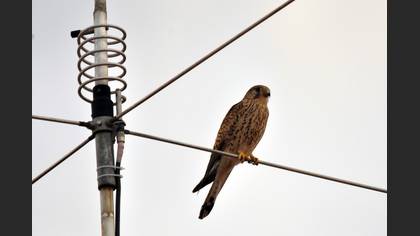 Common Kestrel