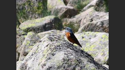 Common Rock Thrush