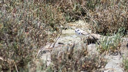 Kentish Plover