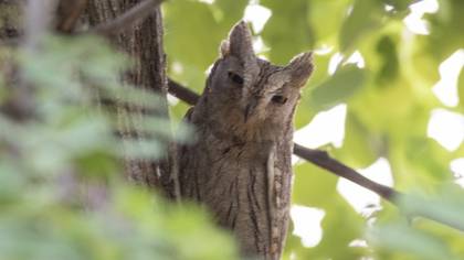 Pallid Scops Owl