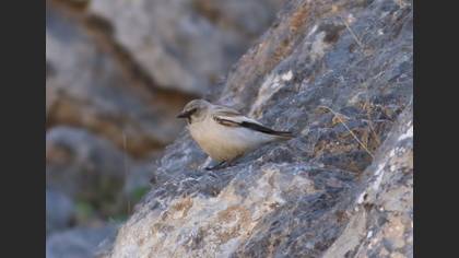 White-winged Snowfinch