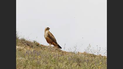 Long-legged Buzzard