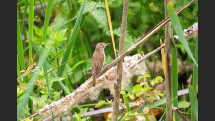 Common Reed Warbler