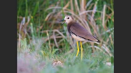 White-tailed Lapwing