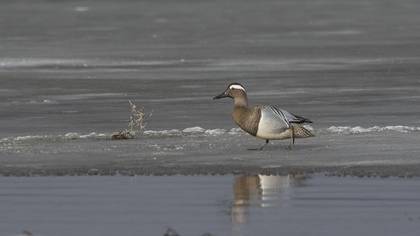 Garganey