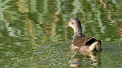 Common Moorhen