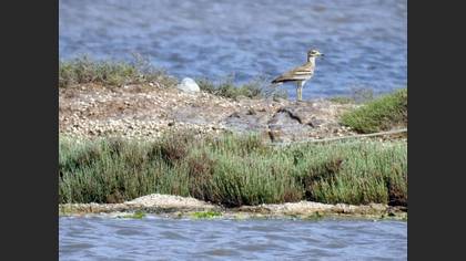 Eurasian Stone-curlew