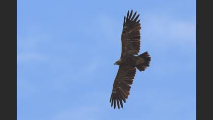 Lesser Spotted Eagle